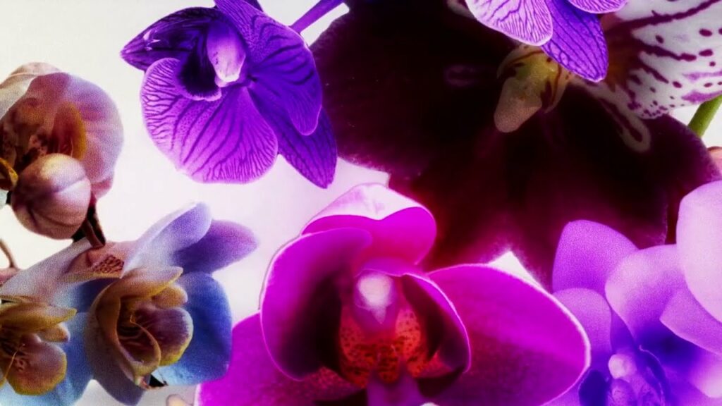 Kali Uchis Ft. Peso Pluma Igual Que Un Ángel ElGenero Official Lo